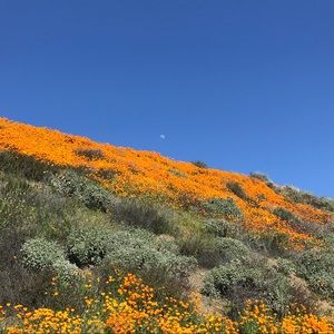 Meet your Posher, Brenda